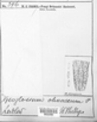 Geoglossum olivaceum image